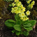 Primula elatior Blatt