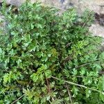 Cardamine impatiens Leaf