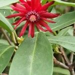 Illicium floridanum Blüte