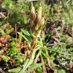 Gentianella amarella Flower