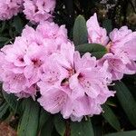 Rhododendron uvariifolium Flor