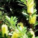 Banksia integrifolia ফুল