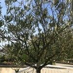 Olea europaeaFolio