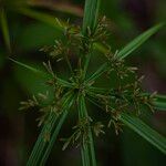 Cyperus laxus Fruit