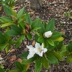 Rhododendron ponticumBlomst