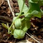 Aristolochia pallida Alkat (teljes növény)