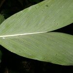 Chamaedorea dammeriana ഇല