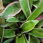 Aechmea lueddemanniana 葉