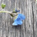 Cynoglossum amabile Λουλούδι