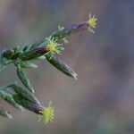 Brickellia californica Flower