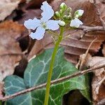 Cardamine trifoliaFlower