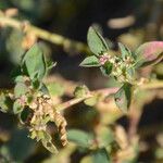Atriplex suberecta Flower