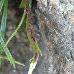 Asplenium septentrionale Плод