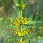 Heimia salicifolia Blomma