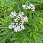 Sambucus ebulus 花