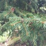 Picea rubens Листок