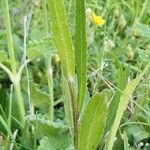 Leucanthemum heterophyllum Leaf