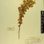 Hypericum cordifolium