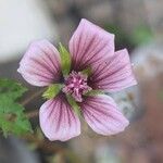 Malope trifidaപുഷ്പം