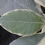 Nicotiana tomentosa Blad