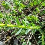 Euphorbia seguieriana Fuelha
