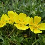 Potentilla pyrenaica Flower