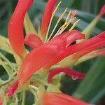 Pitcairnia spicata Flower