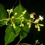 Hirtella triandra Цвят