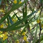 Acacia retinodes Листок