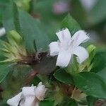 Buchozia japonica Flower