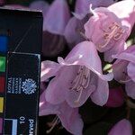 Rhododendron williamsianum Flower