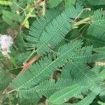 Mimosa polycarpa Blatt