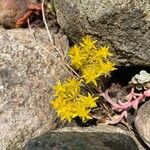 Sedum spathulifolium Çiçek