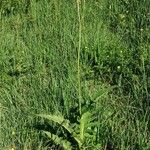 Cirsium rivulare Libunga