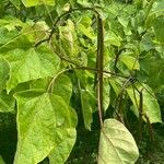 Catalpa bignonioidesبرگ