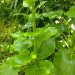 Cardiocrinum giganteum Blatt