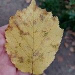 Corylus colurnaList