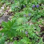 Hydrophyllum capitatum Blomst