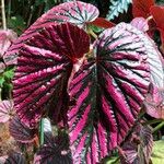 Begonia brevirimosa Leaf