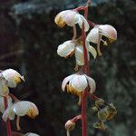 Pyrola picta Flower