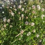 Trifolium pallescens Habit