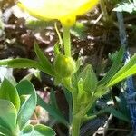 Ranunculus arvensis Blatt