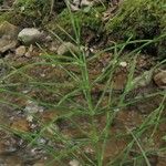 Equisetum arvense Deilen