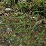 Equisetum arvense Leaf