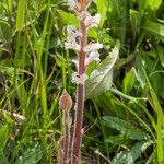 Orobanche crenata Bark