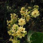 Cordia dentata Flower