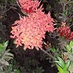 Ixora chinensis Blüte