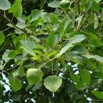 Populus tremula Leaf