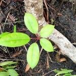 Schefflera actinophylla ᱥᱟᱠᱟᱢ