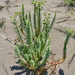 Euphorbia paralias Folha